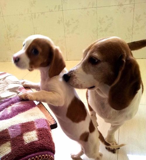 比格犬驱虫攻略（让你的爱犬远离寄生虫）