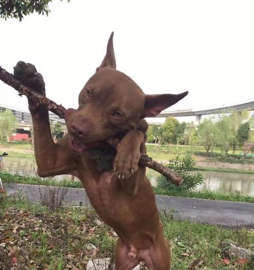比特犬洗澡指南（以宠物为主，轻松给爱犬清洁舒适之路）