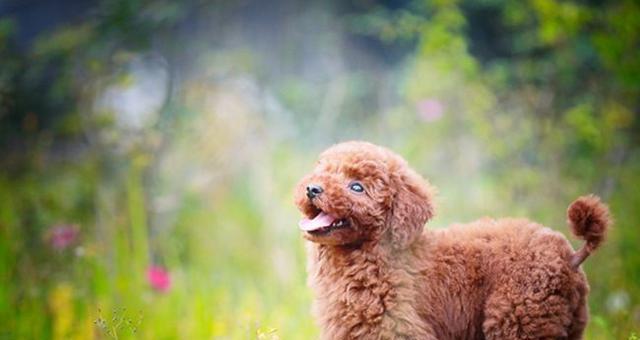 贵宾犬的截尾详解（掌握正确方法，让贵宾犬健康快乐成长）