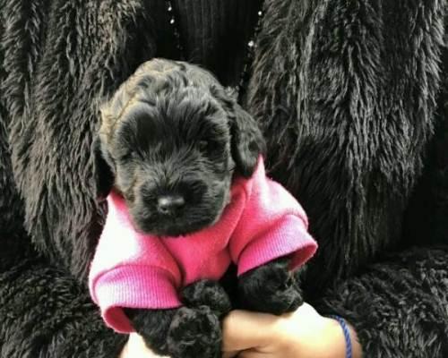 如何正确地为贵宾犬梳毛（掌握正确的梳毛方法，让你的贵宾犬光彩照人）