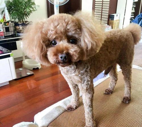 如何正确给宠物泰迪犬刷牙（宠物的口腔健康从刷牙开始）