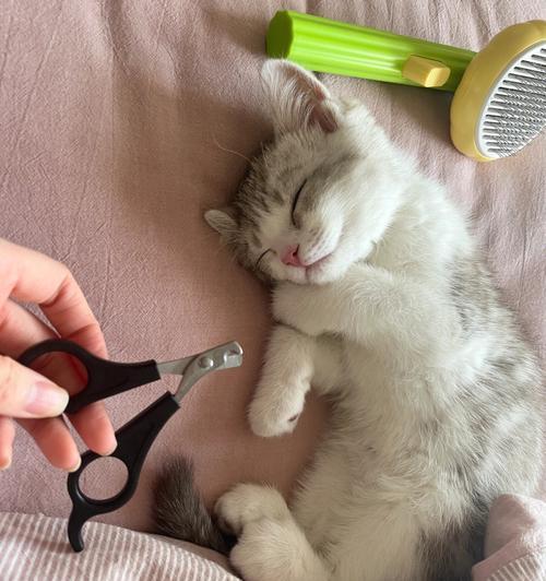 如何给宠物猫剪指甲（教你轻松应对，让宠物更健康）