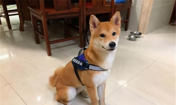 教你如何训练你的柴犬拿报纸（宠物训练）