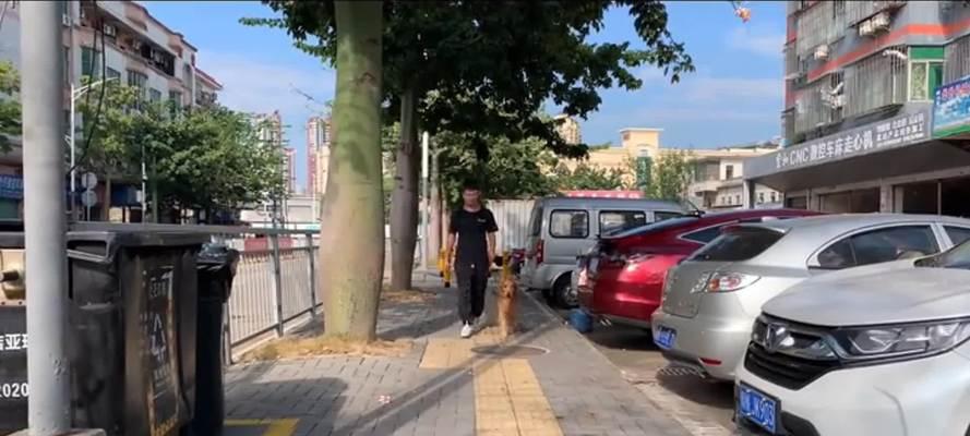 教你如何训练宠物狗随行不乱跑（掌握这些技巧，让你的狗狗成为最佳跑友！）