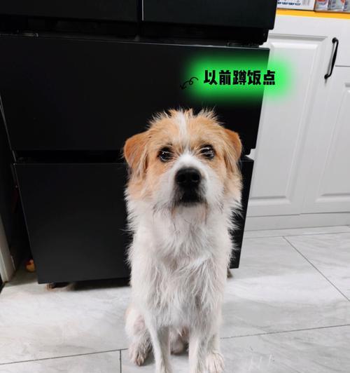 如何训练京巴趴下？（宠物爱好者必看的训练指南）