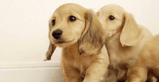 如何科学养护金毛犬（打造健康快乐的宠物生活）