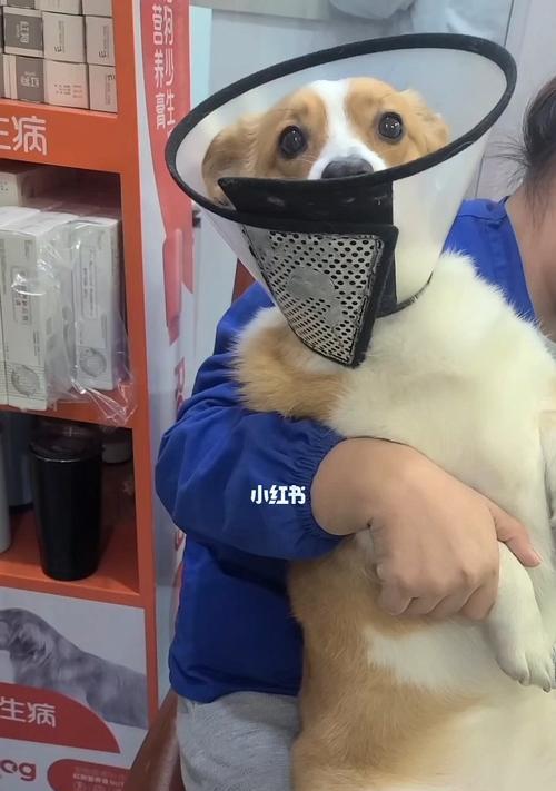 主题：如何预防宠物狗狗的蛀牙