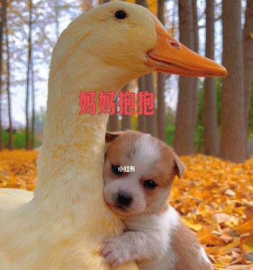 怎样正确地抱狗狗（初学者必看，了解宠物需求，彰显你的爱心与责任）