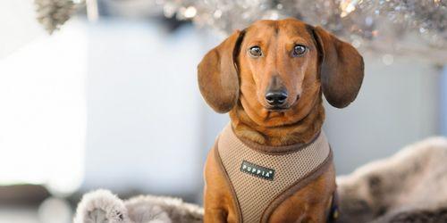 如何为你的腊肠犬洗澡（轻松掌握正确的洗澡方式，让宠物更舒适健康）