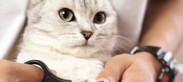 如何给宠物猫剪指甲（简单易学的步骤教你给猫咪剪指甲）