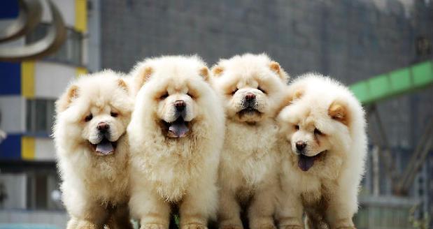 如何给松狮犬干洗（宠物护理技巧，松狮犬洗澡方法详解）