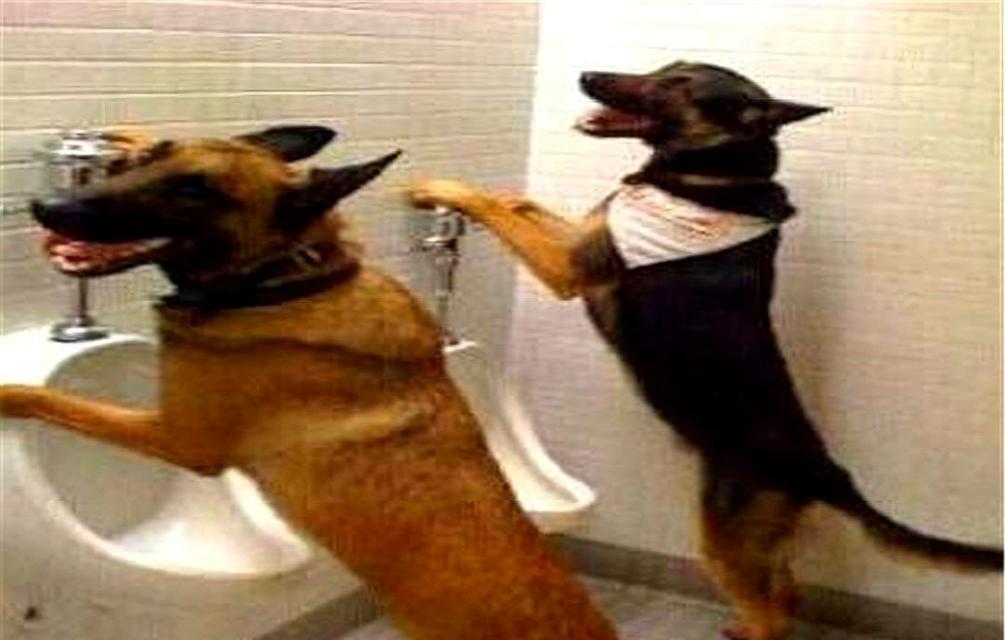 让你的幼犬快速上厕所的秘诀（宠物养成必备技能，从今天开始教起！）