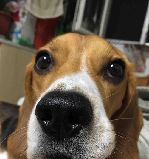 如何有效去除宠物狗狗口臭？（全面解析狗狗口臭产生原因及解决方案）