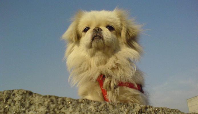 如何让你的北京犬学会叫（15个有效的训练方法，让你的北京犬成为懂得叫唤的好宠物）