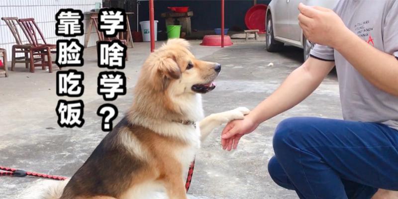 如何训练你的狗狗握手（教你的爱犬学会亲切的问候方式）