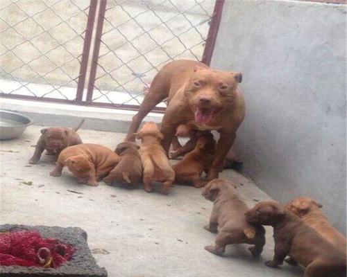 如何科学喂养比特幼犬（从幼犬期开始，让爱宠健康成长）