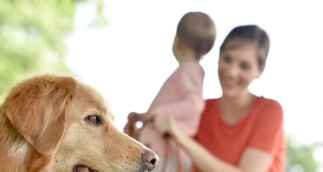 如何科学喂养金毛幼犬（宠物爱好者必看，让你的金毛幼犬健康成长！）