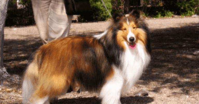 喜乐蒂犬的科学喂养方式（为您的萌宠打造健康饮食计划）