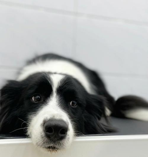 如何训练狗狗趴下？（以宠物为主，掌握这些技巧让狗狗听话）