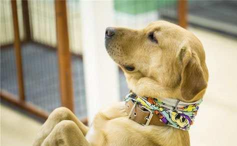 如何训练宠物犬衔飞碟？（从基础训练到高级技巧，教您成为一名优秀的犬主人）