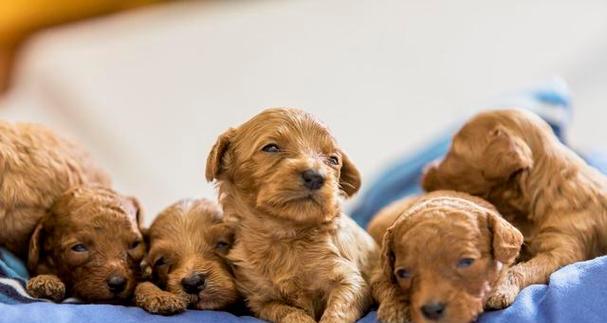 照顾泰迪幼犬的必备指南（宠物泰迪如何健康快乐成长）