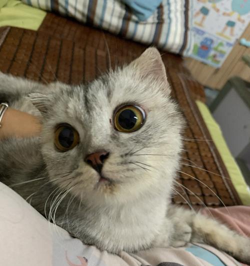 折耳猫的饮食禁忌（宠物主人必看！折耳猫不能吃什么？）