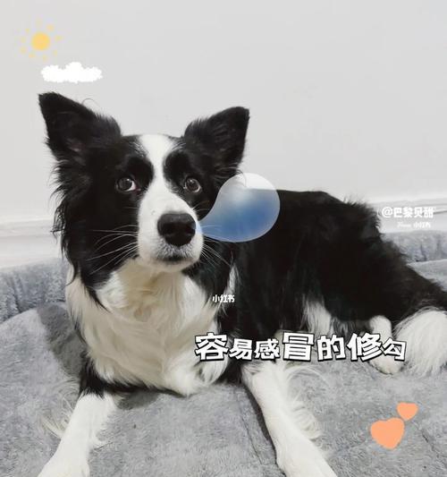治疗雪纳瑞犬口臭的方法（如何让你的爱犬气息清新？）