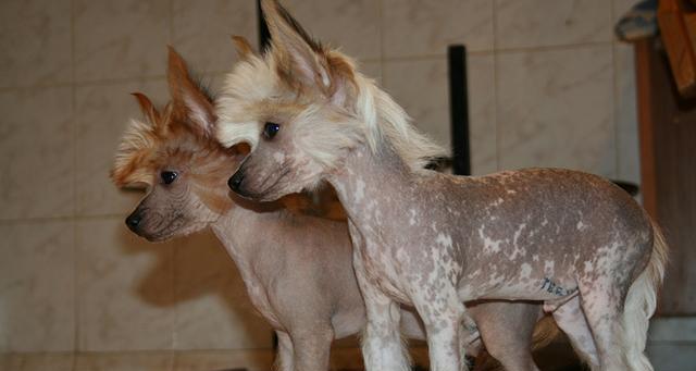 探究中国冠毛犬的繁殖（了解中国冠毛犬的生殖特征及繁殖技巧）