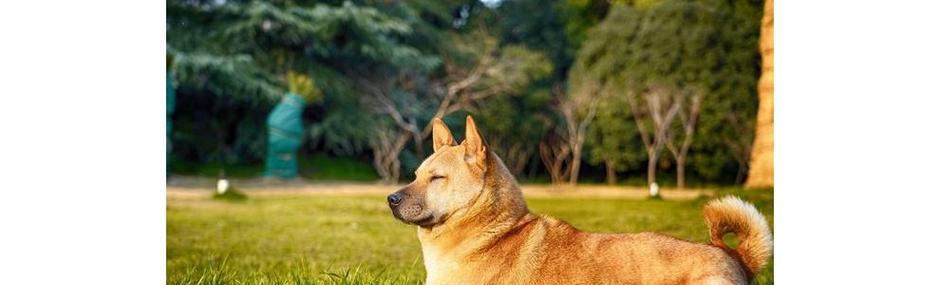 中华田园犬的优点剖析（从宠物角度看中华田园犬的十五大优点）