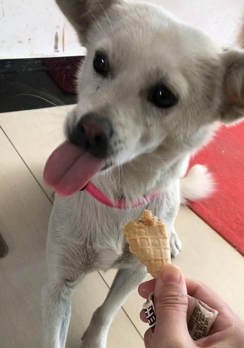 中华田园犬——养宠物的好选择（一只可爱聪明的中华田园犬，给你带来无尽欢乐）