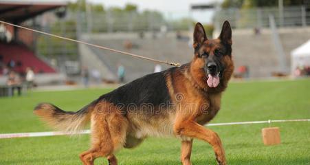 中长毛德国牧羊犬养护指南（以宠物为主的养护技巧及养护期间的常见问题解决方法）
