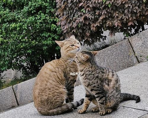 如何有效地抓猫（宠物爱好者必看！掌握这些技巧，轻松抓住任何一只顽皮猫！）