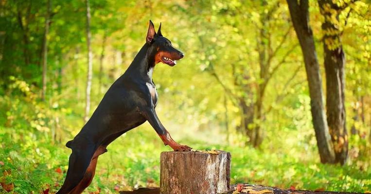 如何科学喂养5个月杜宾犬（营养搭配让宠物更健康）