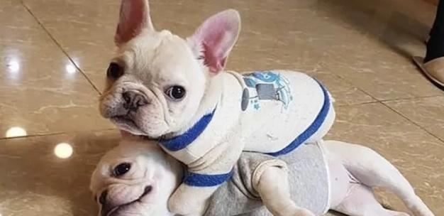爱护阿富汗猎犬，让TA更美丽（15个阿富汗猎犬美容须知）