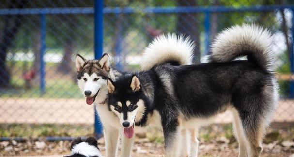 如何训练你的阿拉斯加犬（打造听话、健康的宠物生活）