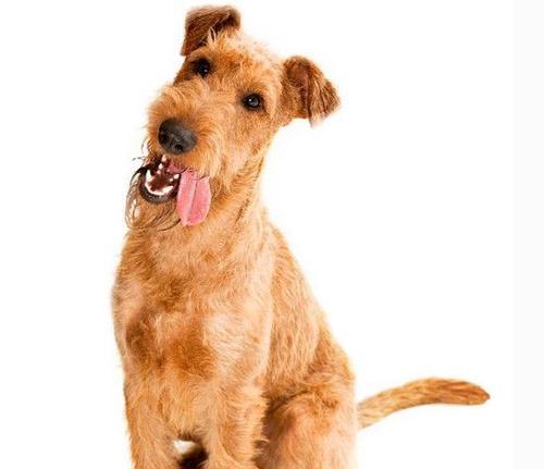 如何为爱尔兰梗犬驱虫？（详细了解驱虫方法，让爱尔兰梗犬健康成长）