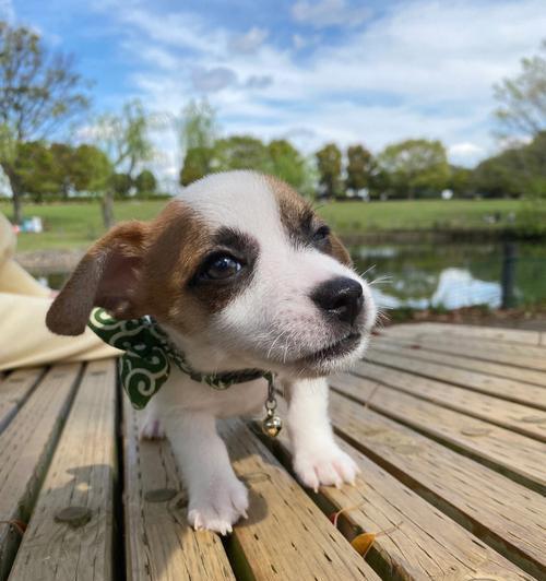 如何训练爱犬乖巧听话？（实用技巧帮助宠物变得更加听话和可爱）