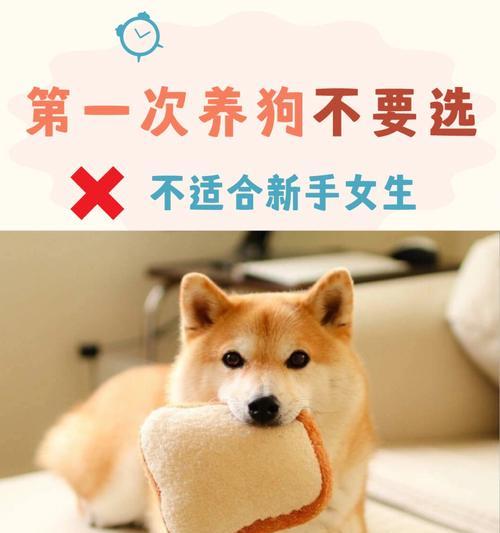 正确养狗，让宠物更健康快乐（养狗八大误区，别让宠物受罪）