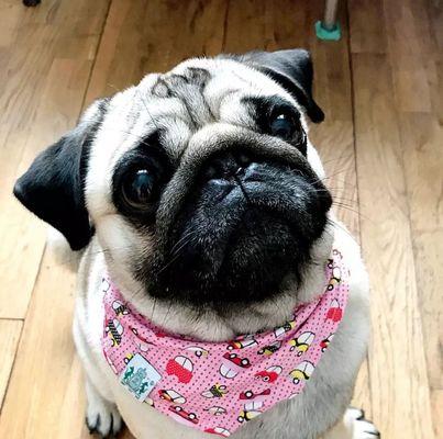 揭秘以巴哥犬褶子生长周期（从婴儿期到成犬期，一共需要多长时间？）