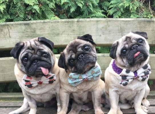 以巴哥犬的特征标准剖析（了解这个宠物必备的品质和外在特征）