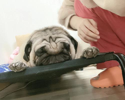如何照顾你的以巴哥幼犬（从饮食到训练，让你的宠物快乐成长）