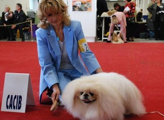 北京犬是否需要补钙？（了解宠物健康需知的细节）