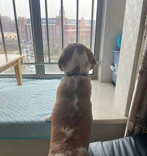如何帮助比格犬减肥（肥胖对比格犬的影响及如何有效控制体重）
