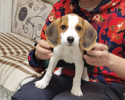 比格犬能否长期吃同样的食物？（探究比格犬的饮食需求及注意事项）