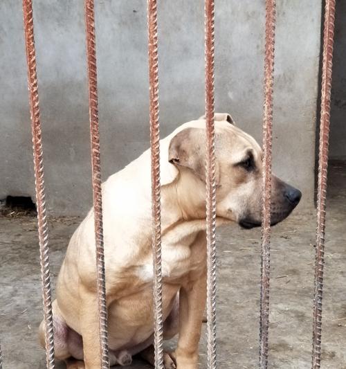 比特犬成长秘籍（如何科学饮食让比特犬长得更健壮）