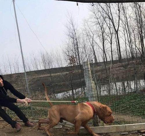 以比特犬吃什么长肌肉（为你的宠物打造完美体型，）