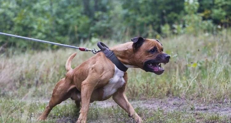 比特犬的特征标准（以宠物为主，了解比特犬的品种特点和养护技巧）