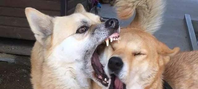 比特犬拉肚子处理方法详解（以宠物为主，让比特犬健康度过拉肚子期）