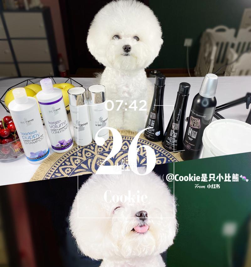 比熊宠物养护必知（打造健康快乐的小比熊生活）