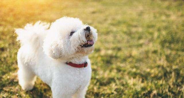 以比熊犬喂养的注意事项（从幼犬到成犬，正确喂养之道）